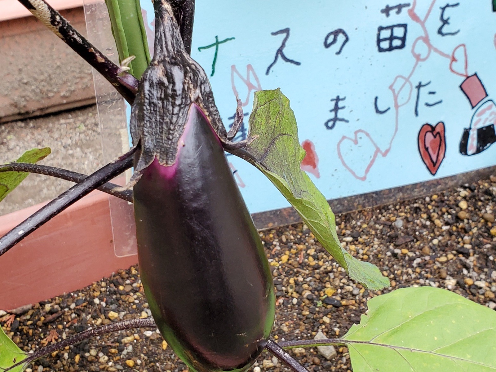 実った茄子